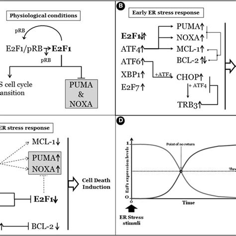 Endoplasmic Reticulum Er Stress And Cancer During Early Stages Of Download Scientific