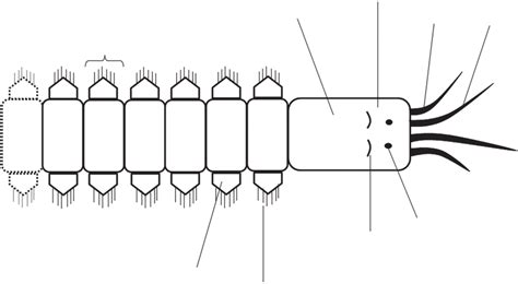 General outer anatomy of the anterior part of polychaete. Note that ...