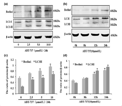 Abt Induces Beclin And Lc I Ii In Hepg Adm Cells A Western