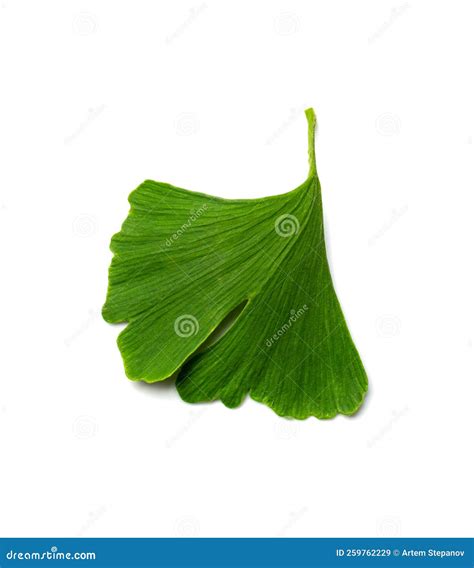 Ginkgo Biloba Leaves Stock Image Image Of Ginko Ginkgo 259762229