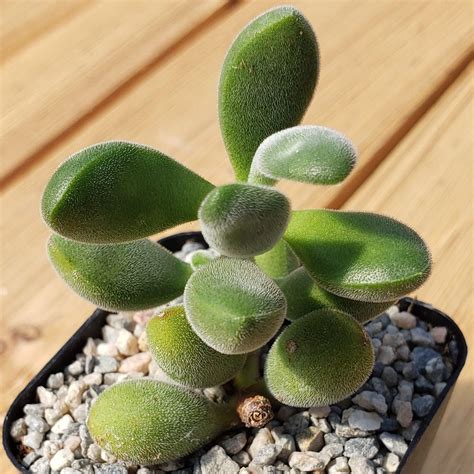 Shop For Crassula Congesta Succulent Green Beans Planet Desert