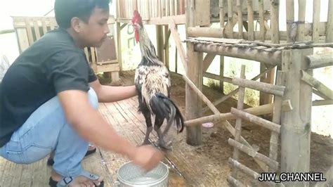 Cara Merawat Ayam Pelung Agar Kokok Panjang Youtube Youtube