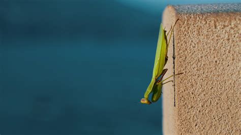 The Green Praying Mantis Sits On A Concrete Jamb On The Street And