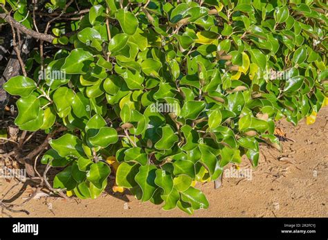 Kapuka Shrub Also Papauma Shrub Griselinia Littoralis Conservation