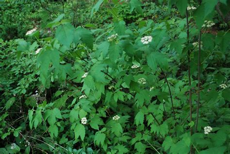 Mapleleaf Viburnum For Woodland Areas What Grows There Hugh Conlon