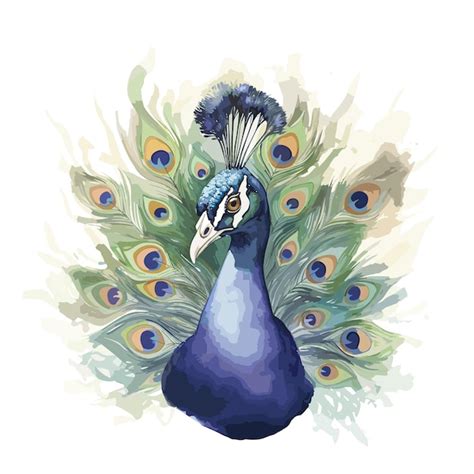Premium Vector | Watercolor peacock illustration on white
