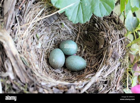 soft nest  res stock photography  images alamy