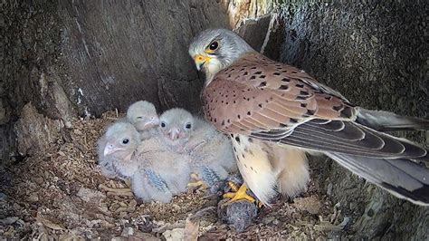 Kestrel Dad Learns To Care For Chicks After Mum Disappears Mr And Mrs