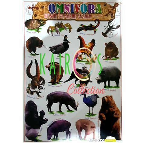 Poster Binatang Omnivora | Lazada Indonesia