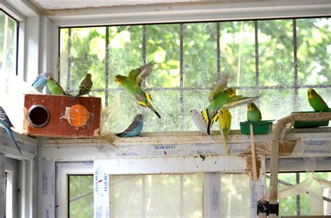 Flying Birds Free Stock Photo Public Domain Pictures