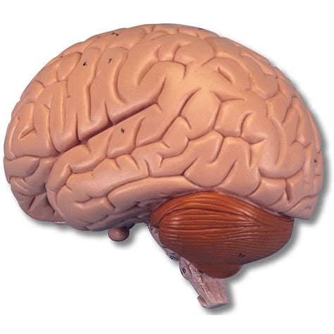 3B Scientific C15 Life Size Brain Model 2 Part