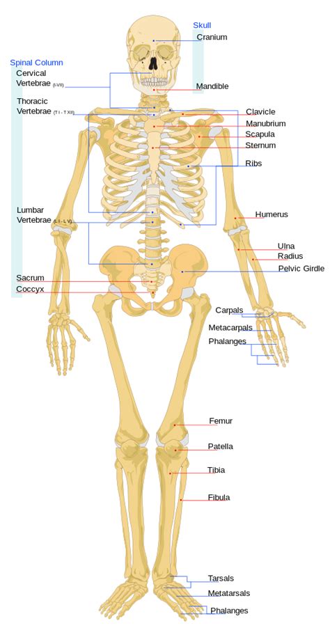 Skeletal Structure Mind Map