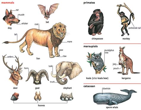 prehensile adjective - Definition, pictures, pronunciation and usage ...