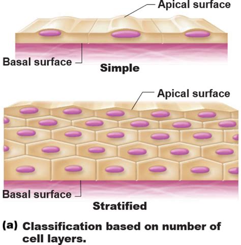 Apical And Basal Surfaces