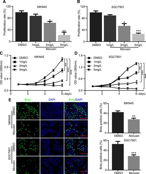 Morusin Inhibits Gastric Cancer Cell Growth And Proliferation A B Download Scientific