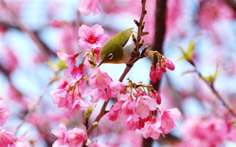 Cherry Blossoms Bird Wallpaper 1920x1200 29667