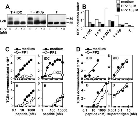 Attenuation Of Sfk Activity In T Cells Abolishes The Enhanced Tcr