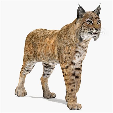 Bobcat 3d Models Download Free3d