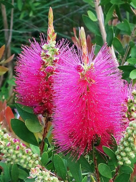Callistemon VIOLACEUS (Каллистемон) - Декоративно цветущие - Интернет ...