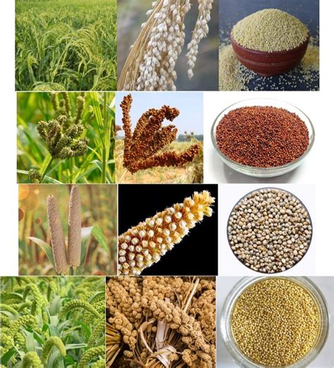 Dts Red Finger Millets Country Of Origin India High In Protein At