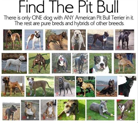 Learning To See Your Pit Bull As An Individual Hubpages