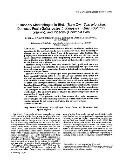 Pdf Pulmonary Macrophages In Birds Barn Owl Tyto Tyto Alba