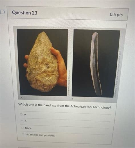 Solved Question 21 0.5 pts Sagittal Keel B Which one is Homo | Chegg.com