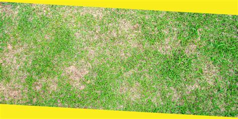 How To Repair Brown Patches In Your Lawn A Step By Step Guide From Experts