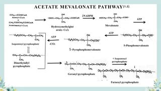 Acetate mevalonate pathway | PPT