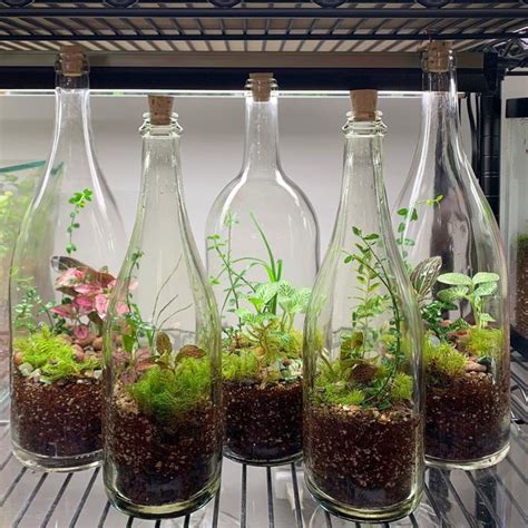 Bottle Garden Terrariums For Home Decor