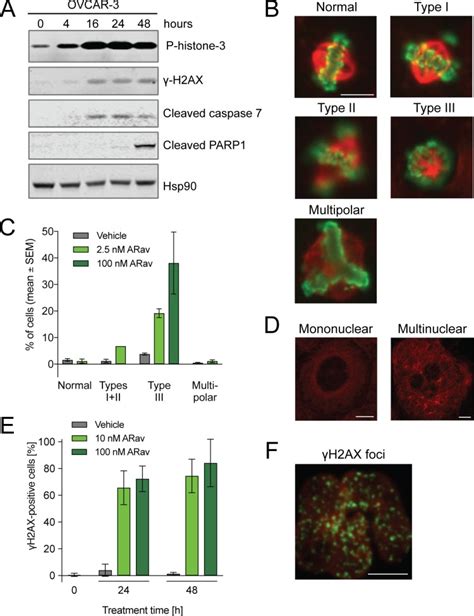 Anetumab Ravtansine Inhibits Tumor Growth And Shows Additive Effect In