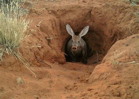 The Amazing World Of Aardvarks Uncovering Their Secret Lives