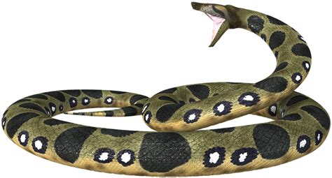 Anaconda Png Snakes Free Transparent Png Download Pngkey