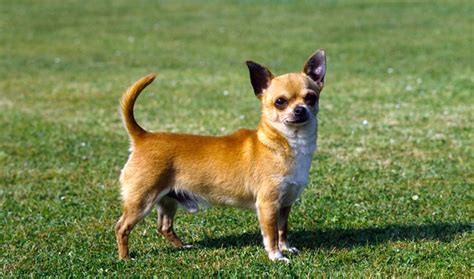 Chihuahua Dog Breed Information