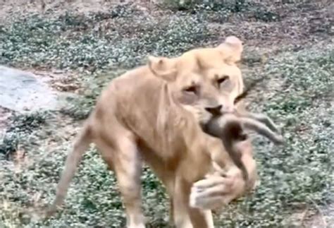 驚悚畫面曝！野生幼猴嬉戲意外墜入獸欄 遭壽山動物園母獅咬死 動物星球 生活 聯合新聞網