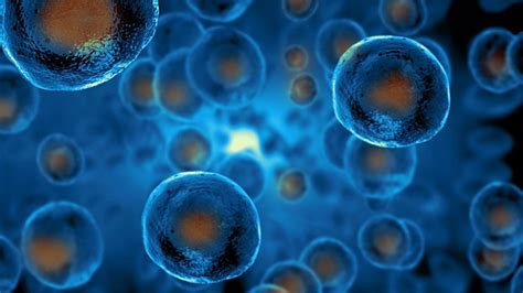 Body Of Evidence Grows For Cynatas Stem Cell Production Platform The Sentiment