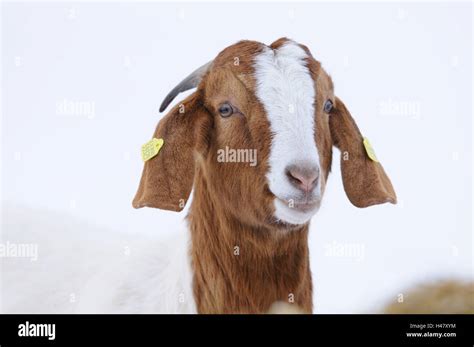 Boers Goat House Goat Capra Aegagrus Hircus Young Animal Snow