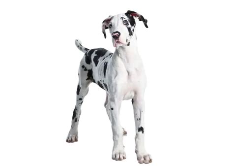 How To Potty Train A Great Dane Puppy Step By Step Guide