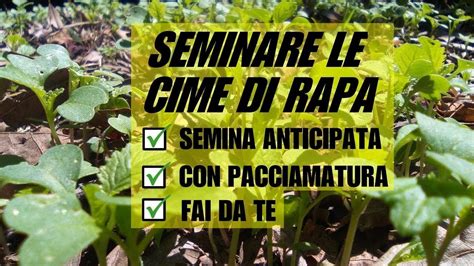 Periodo Ideale Per La Semina Delle Cime Di Rapa Guida Completa