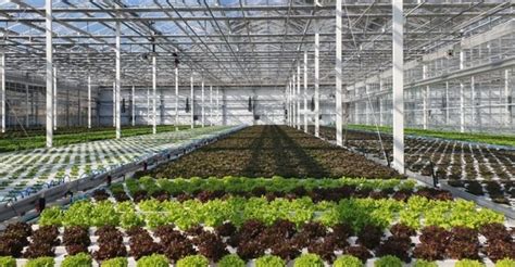 Commercial Hydroponic Greenhouse Industrial Greenhouse Manufacturer