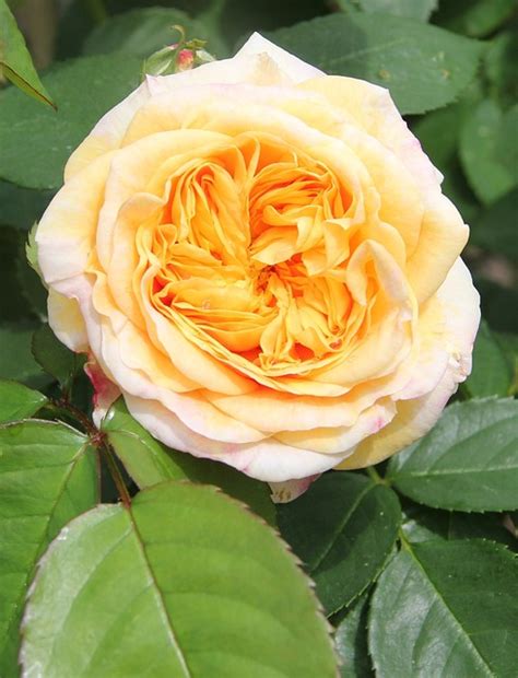 Doble Rosa Noble Flor Foto Gratis En Pixabay