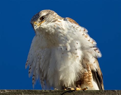 Ferruginous Hawk San Diego Bird Spot