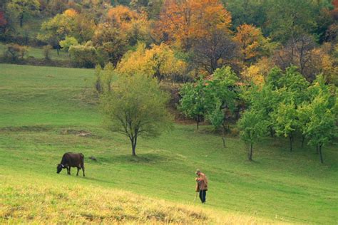 The Shepherd And His Cow Pavel Pronin Flickr