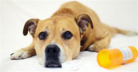 Announcing The Top Pet Toxins Of 2015 Aspca