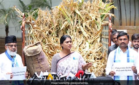 Wake Up Ys Sharmila Sends Truckload Of Damaged Crops To Kcr