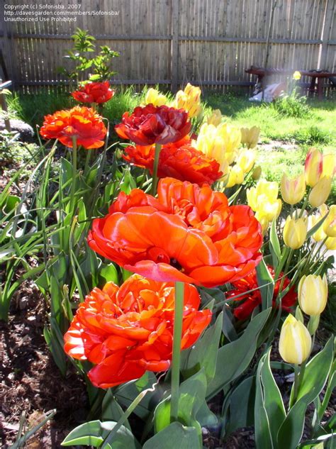 Plantfiles Pictures Double Late Tulip Peony Flowered Tulip Miranda