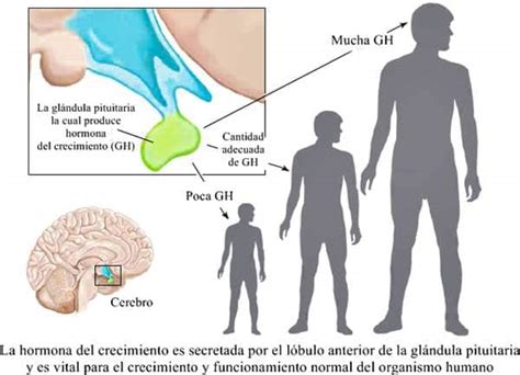 Hormona Del Crecimiento Definición Función Tipos Efectos Y Mucho Más