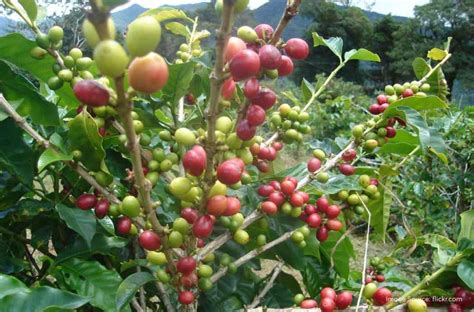 Coffee Plantations in India: The 7 Off-Beat Places to Visit for ...