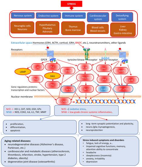 Pharmaceuticals Free Full Text Network Pharmacology Of Adaptogens In The Assessment Of Their