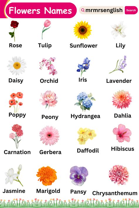 Different types of flowers names vocabulary and Pictures - MR MRS ENGLISH